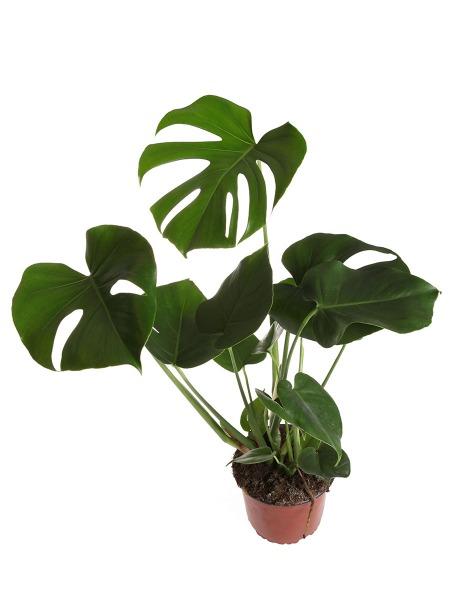 Peikonlehti (Monstera)